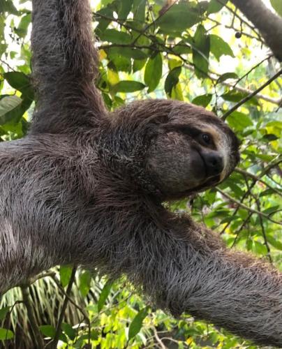 a sloth hanging from a tree branch at The Scarlet Villas in Ojochal
