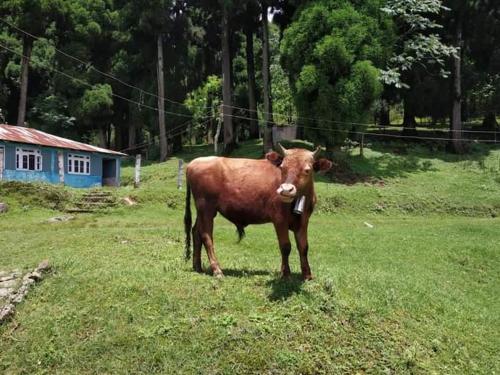 eine braune Kuh, die auf einem Grasfeld steht in der Unterkunft Yuven House in Darjeeling