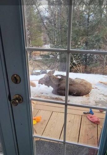a window with a view of a moose in the snow at Birch Tree Cabins in Homer
