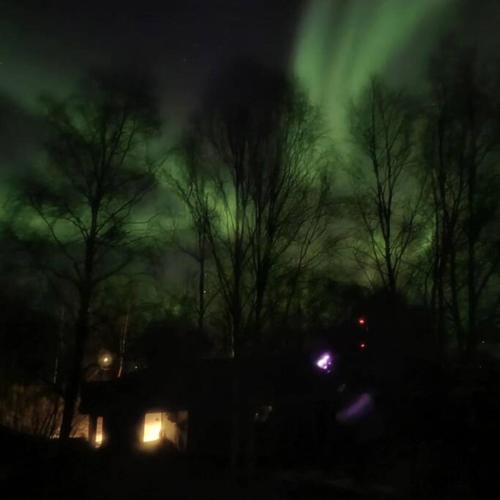 an image of the northern lights at night at Birch Tree Cabins in Homer