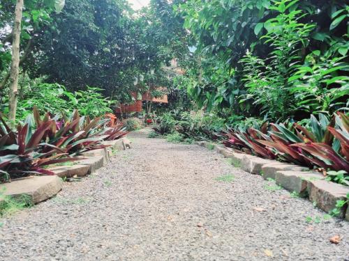 a dirt path in a garden with plants at Homestay Vườn Trái Cây Nhiệt Đới VÔ ƯU GARDEN in Bao Loc