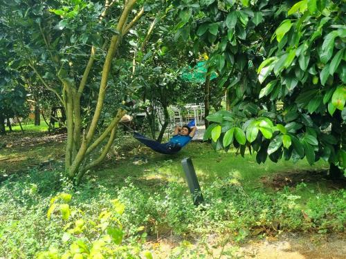 a person in a hammock hanging from a tree at Homestay Vườn Trái Cây Nhiệt Đới VÔ ƯU GARDEN in Bao Loc
