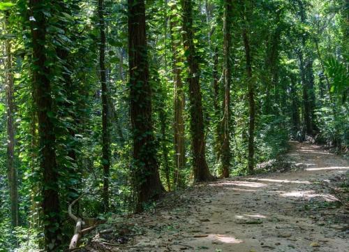 a dirt trail in a forest with tall trees at The Grove in Kandy