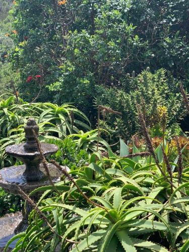 a garden with a statue in the middle of plants at Natures Gem of Mosselbay in Mossel Bay