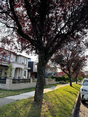 a tree in the grass in front of a house at 2BR 1.5BA Full Kitchen Private Guest House - Free Parking - Central Location in Vancouver