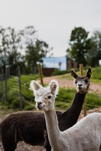 Tiere in der Pension oder in der Nähe