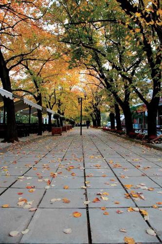 a sidewalk with leaves on it in a park with trees at Εσπερίδες in Naousa Imathias