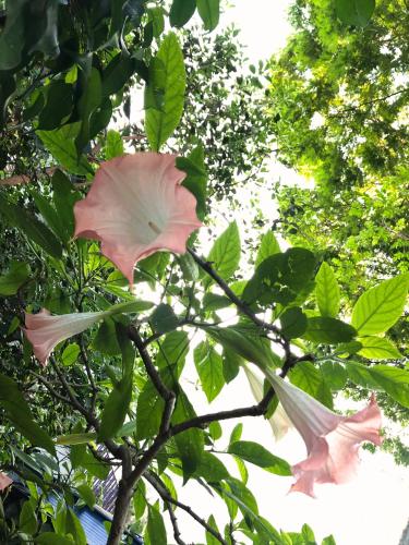 two pink flowers on a tree with leaves at Micasa Hostel - Congonhas in Sao Paulo