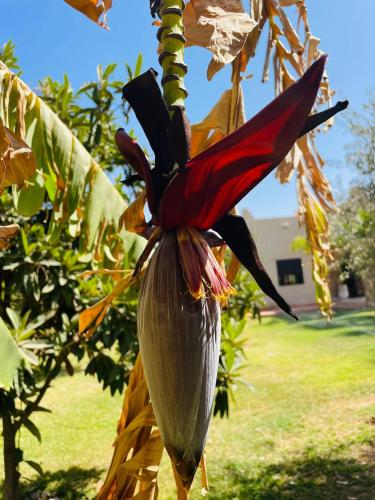 a red and black flower on a banana tree at Villa MsHolidays Victoria privatisée Marrakech in Marrakech