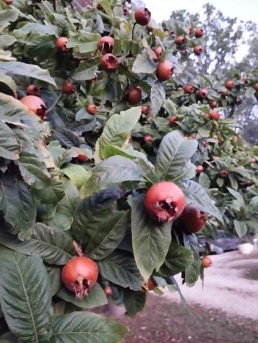 a bunch of apple trees with red apples on them at Gite Truffière de La Garrigue, Cubjac, Dordogne in Cubjac-Auvézère-Val d'Ans