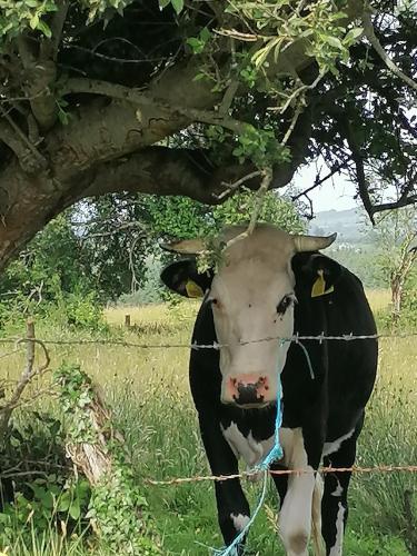 a cow standing behind a barbed wire fence at The Morning Star Holiday Home in Askill