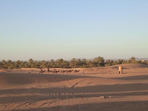 a group of horses running in the desert at Merzouga Chebbi camp in Hassilabied