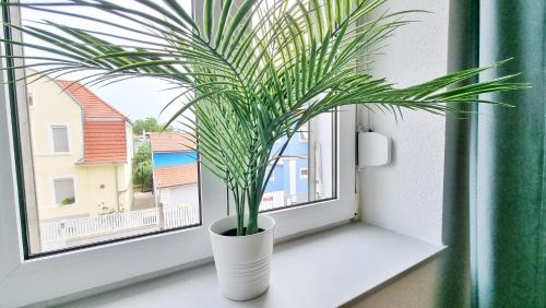 une plante en pot posée sur le rebord d'une fenêtre dans l'établissement Le Triplex - 5 chambres - 10 pers- Fibre - Relax BNB, à Mulhouse