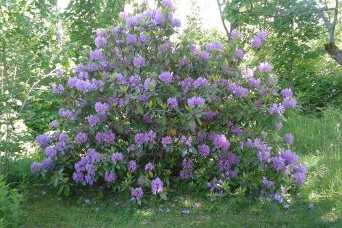 a bush of purple flowers in the grass at Hus uthyres i natursköna Glava, Arvika in Glava