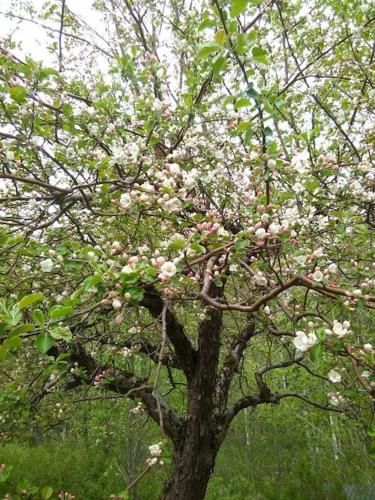 a tree with pink flowers on it in a park at Hus uthyres i natursköna Glava, Arvika in Glava