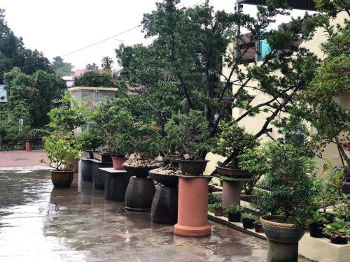 uma fila de vasos de árvores em vasos numa rua em Bonsai Homestay Kluang - B17 em Keluang