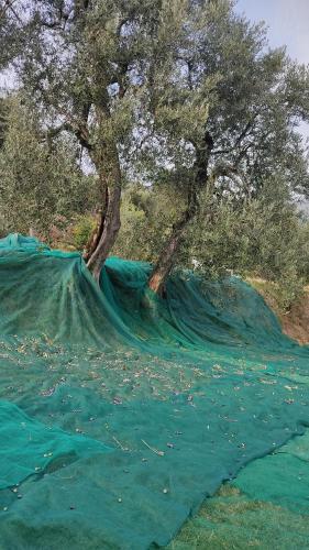 a painting of a tree and a green field at Appartamento Cristol in Gargnano