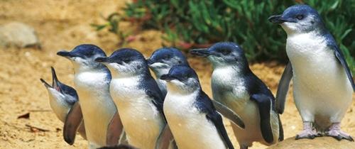 a group of penguins standing on a rock at Quays Motel San Remo in San Remo