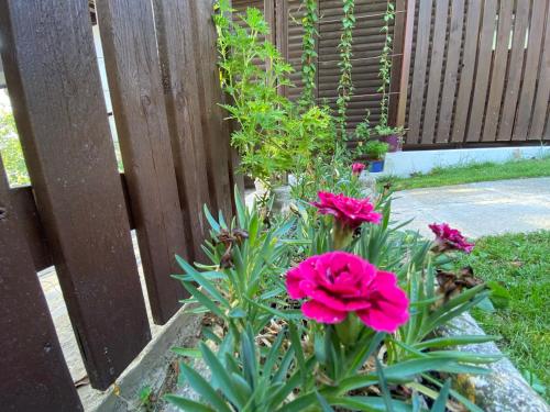 a garden with pink flowers in front of a fence at Szegfű33 Vendégház in Zebegény