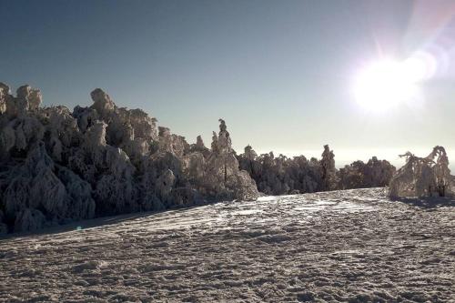 a group of trees on a snow covered hill at Au Repos du Fayé in Grosmagny