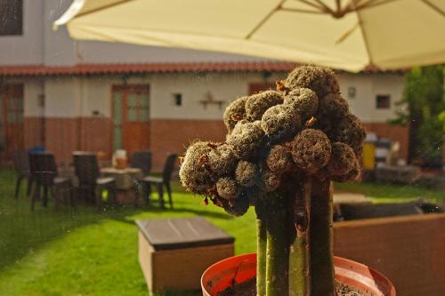a plant in a flower pot in the rain at Hotel Monasterio San Pedro in Cusco