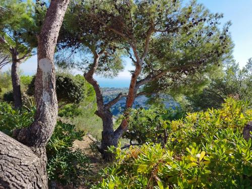 a view from the top of a hill with trees at Sweet Calanque - Host Provence in Cassis