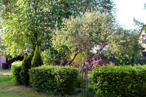 Κήπος έξω από το Teika No 1 Apartment in a quiet green area, self check-in