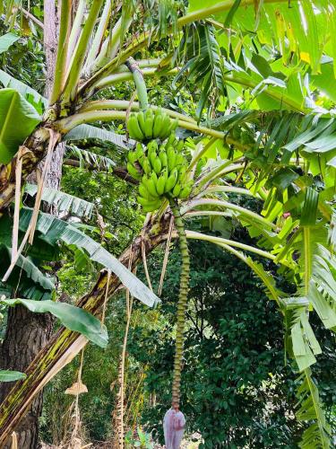 a bunch of bananas hanging from a banana tree at Luxury apartmеnt with private terrace in Altos del Maria in Sorá