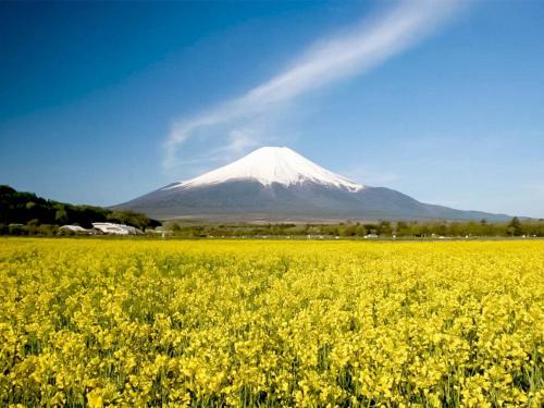 a mountain in the background with a field of yellow flowers at Minamitsuru-gun - Hotel / Vacation STAY 45545 in Yamanakako