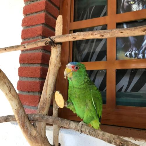 a green parrot sitting on a branch next to a window at Alojamiento en una tranquila casa rural 