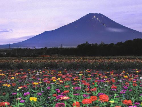 a field of flowers with a mountain in the background at Minamitsuru-gun - Hotel / Vacation STAY 45535 in Yamanakako