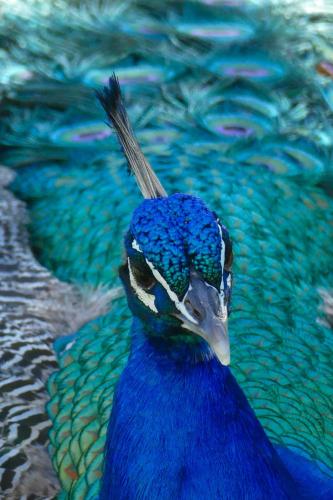 a peacock is standing next to the water at Soutelande Country Stay - Close to 1#Beach in PE in Port Elizabeth