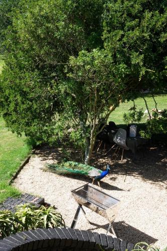 a peacock standing on a chair in a garden at Soutelande Country Stay - Close to 1#Beach in PE in Port Elizabeth