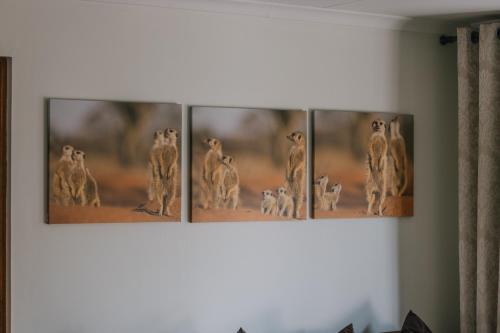 four framed pictures of animals on a wall at Beetleloop Guest House in Nelspruit