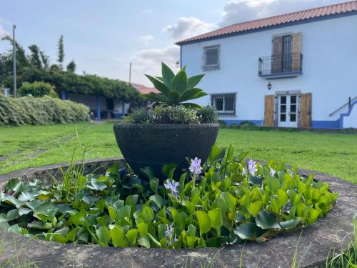 een potplant in een tuin voor een huis bij Quinta Morazes Casas de Campo in Ribeira Grande