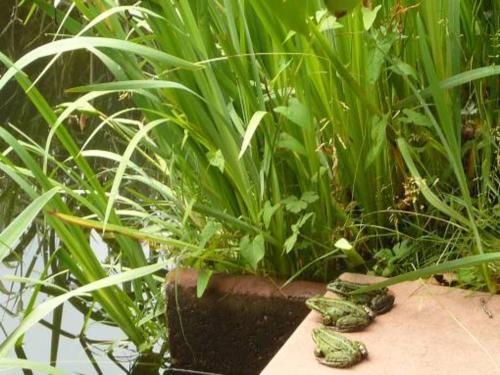 a group of green plants in a garden at Gasthaus-Pension Zum Brandweiher in Amorbach