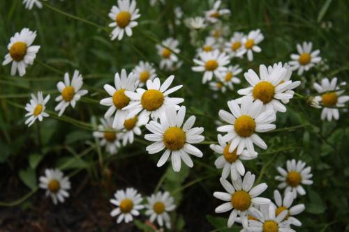 a group of white flowers with yellow centers at Koliba u Kuba a rekreačné domy in Hruštín