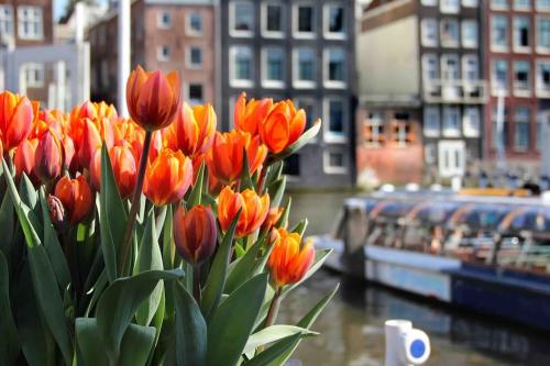 a bunch of orange tulips in front of a city at Loft met veel zonlicht in Breukelen