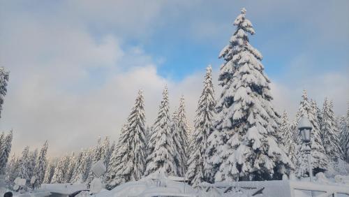 a snow covered christmas tree with snow on it at Apartmani Haski Konaci in Kopaonik