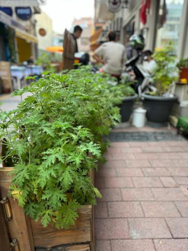 a group of potted plants in a wooden box at Efe Can Apart Otel in Canakkale