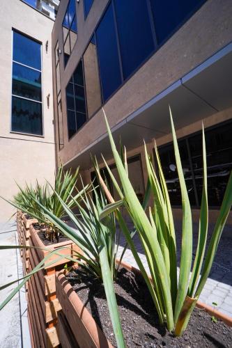 a group of plants in front of a building at B&M Hotel in Yerevan