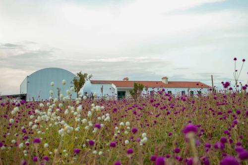 a field of flowers in front of a building at Monte de Palma- Quinta Biodinâmica Momentos Únicos in Évora