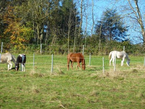 un grupo de caballos pastando en un campo detrás de una valla en Ferienwohnung Koenig, en Wald-Michelbach