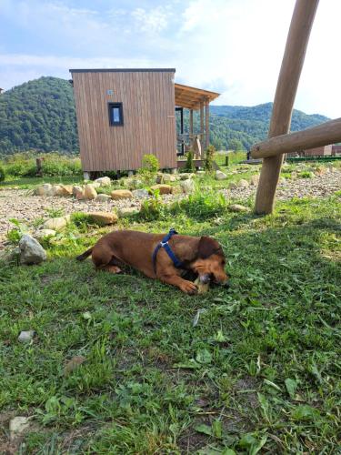 a brown dog laying in the grass next to a building at Rest гори 360 чан форель харчування in Sheshory