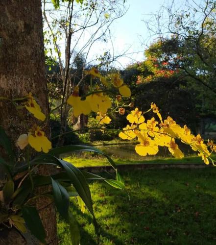 a group of yellow flowers next to a tree at Recanto dos Beija Flores, Chalé lantana a in Monte Alegre do Sul