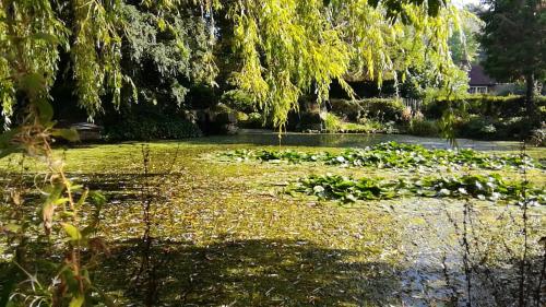 a park with a pond with plants in the water at Many Worlds Meet - EuroStar, Wimbledon 30 mins, Central London, Gatwick 15 mins - Spacious, Sleeps up to 16 plus Cot - Free WiFi, Parking - Next to Lloyd Park, Great for Families, Walkers, Relocators - Ideal for Contractors in Croydon