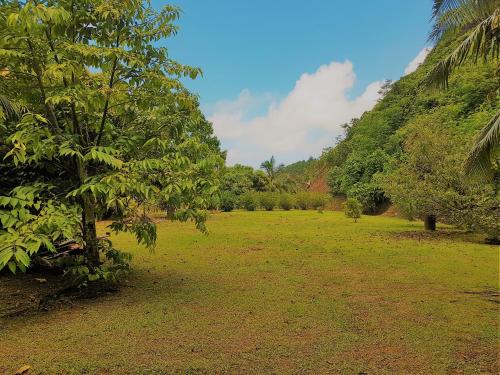 a field with a tree in the middle at HUAHINE - Tipanier House in Haapu