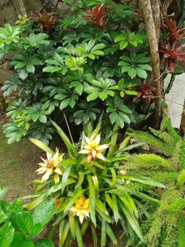 a plant with yellow flowers and green leaves at Cantinho da Vovó Regina in Miguel Pereira