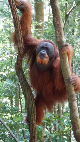 an orangutan is hanging from a tree at Sam's Bungalows And Treks in Bukit Lawang