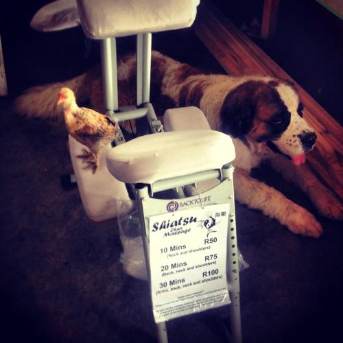 a dog laying next to a chair with a bird on it at Jungle Monkey Backpackers in Port St Johns